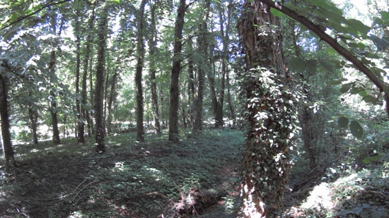 Nodepond Forest